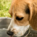 Kunnen honden gedehydrateerd voedsel eten zonder water?