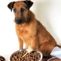 Is gedehydrateerd rauw hondenvoer goed voor je hond?