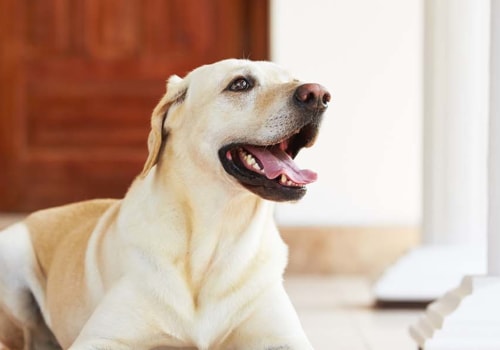 Wat is het verschil tussen koudgeperst en gevriesdroogd hondenvoer?