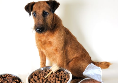 Kunnen honden gevriesdroogd hondenvoer eten zonder water?
