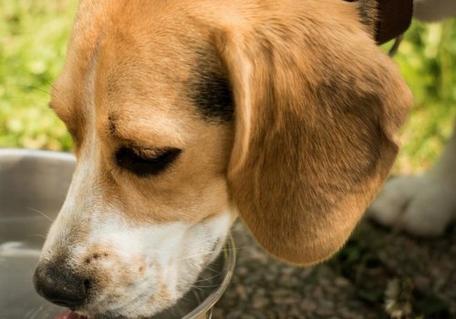 Kunnen honden gedehydrateerd voedsel eten zonder water?